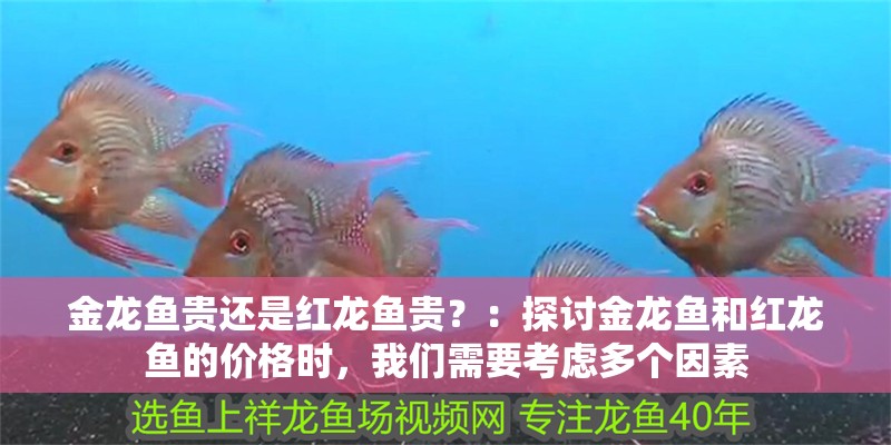 金龍魚(yú)貴還是紅龍魚(yú)貴？：探討金龍魚(yú)和紅龍魚(yú)的價(jià)格時(shí)，我們需要考慮多個(gè)因素