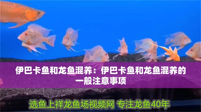 伊巴卡魚和龍魚混養(yǎng)：伊巴卡魚和龍魚混養(yǎng)的一般注意事項 伊巴卡魚和龍魚混養(yǎng)：伊巴卡魚和龍魚混養(yǎng)的一般注意事項 龍魚百科