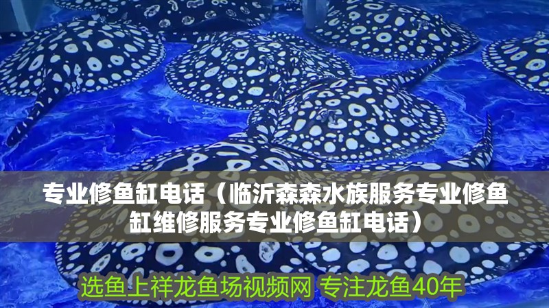 專業修魚缸電話（臨沂森森水族服務專業修魚缸維修服務專業修魚缸電話）