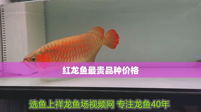 給大魚缸換水的作文:體驗給大魚缸換水的樂趣:體驗給大魚缸換水:給大魚缸換水的作文 紅龍魚最貴品種價格 龍魚論壇 紅龍魚最貴品種價格 紅龍魚最貴品種價格 龍魚論壇