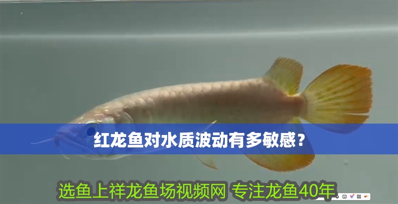 紅龍魚對水質波動有多敏感？