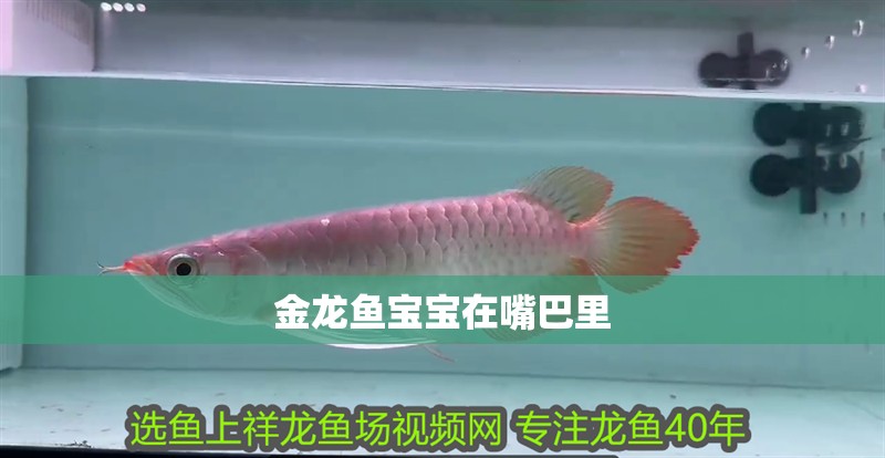 金龍魚寶寶在嘴巴里