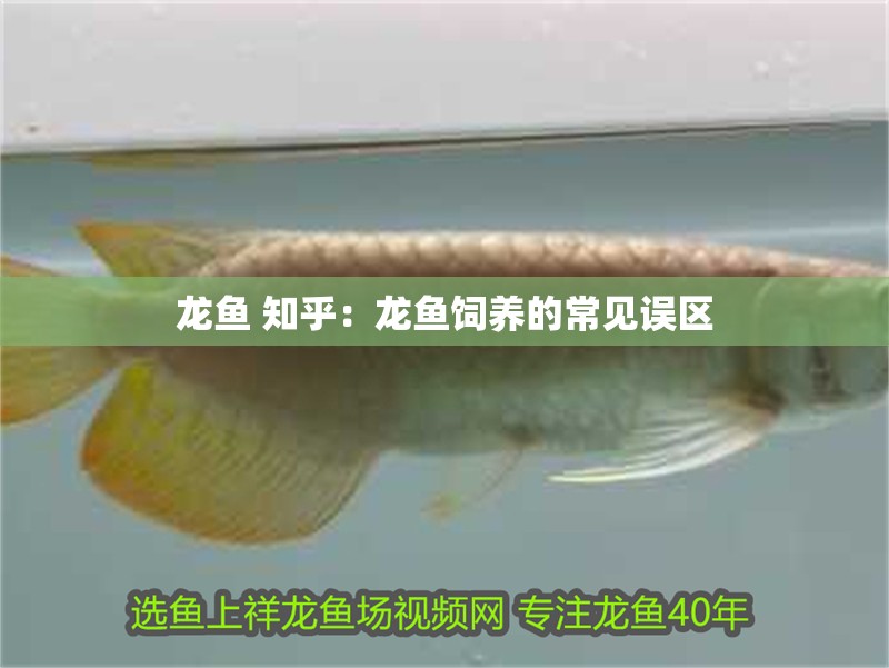 龍魚 知乎：龍魚飼養的常見誤區