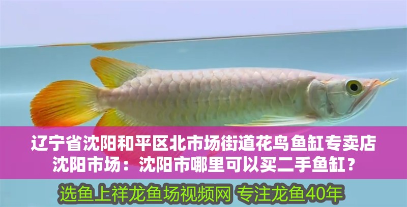 遼寧省沈陽和平區北市場街道花鳥魚缸專賣店沈陽市場：沈陽市哪里可以買二手魚缸？