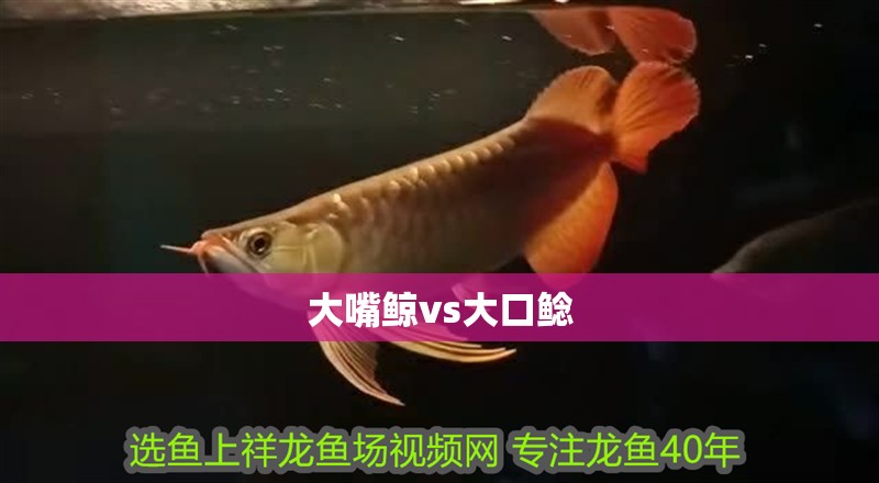 大嘴鯨vs大口鯰