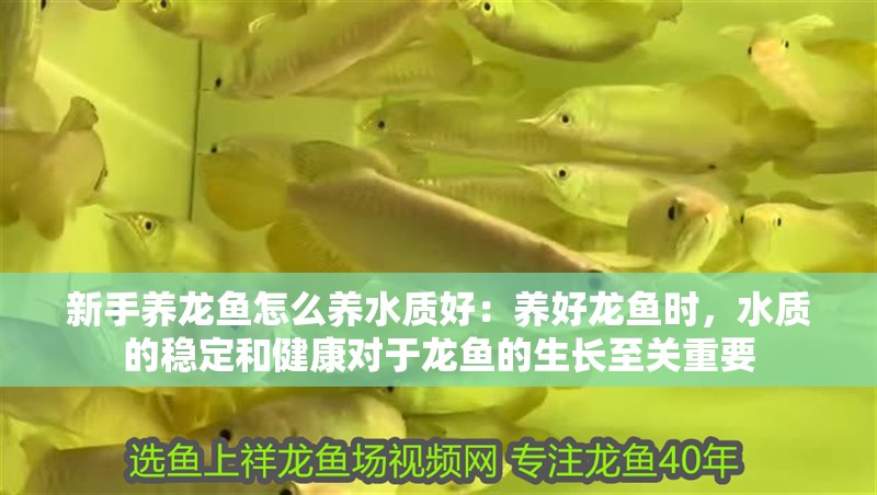 新手養(yǎng)龍魚怎么養(yǎng)水質(zhì)好：養(yǎng)好龍魚時，水質(zhì)的穩(wěn)定和健康對于龍魚的生長至關(guān)重要