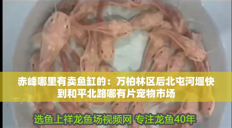 赤峰哪里有賣魚缸的：萬柏林區后北屯河堰快到和平北路哪有片寵物市場