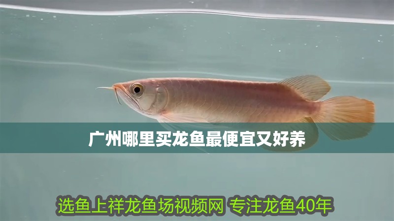 廣州哪里買龍魚最便宜又好養