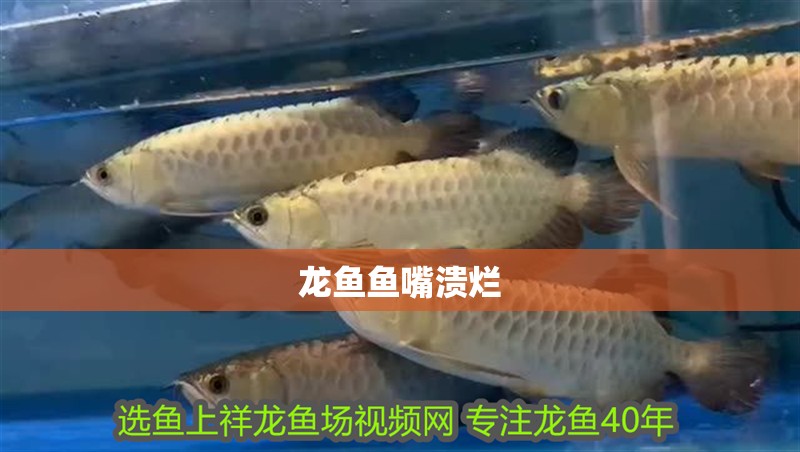龍魚魚嘴潰爛