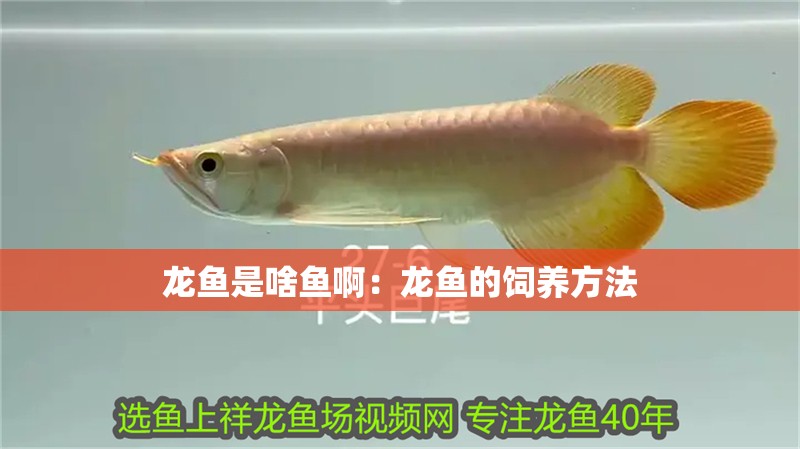 龍魚是啥魚?。糊堲~的飼養方法
