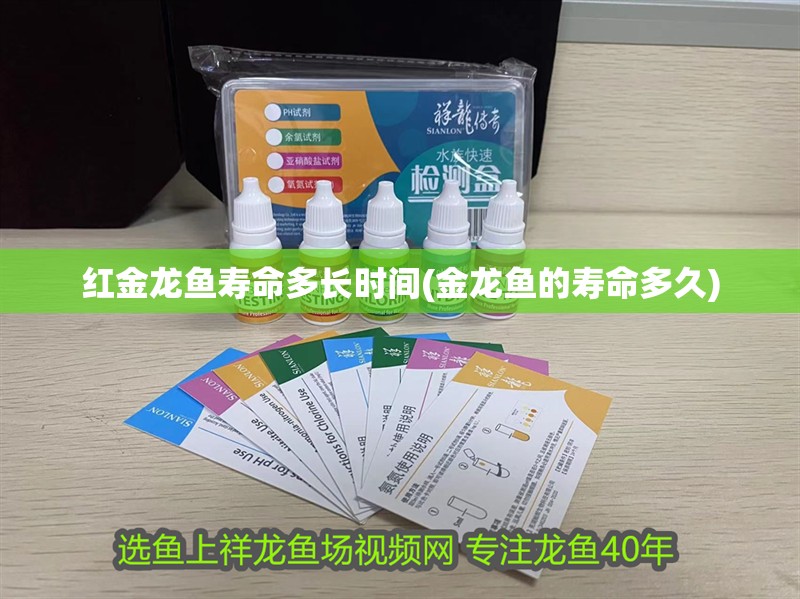 紅金龍魚壽命多長時間(金龍魚的壽命多久)