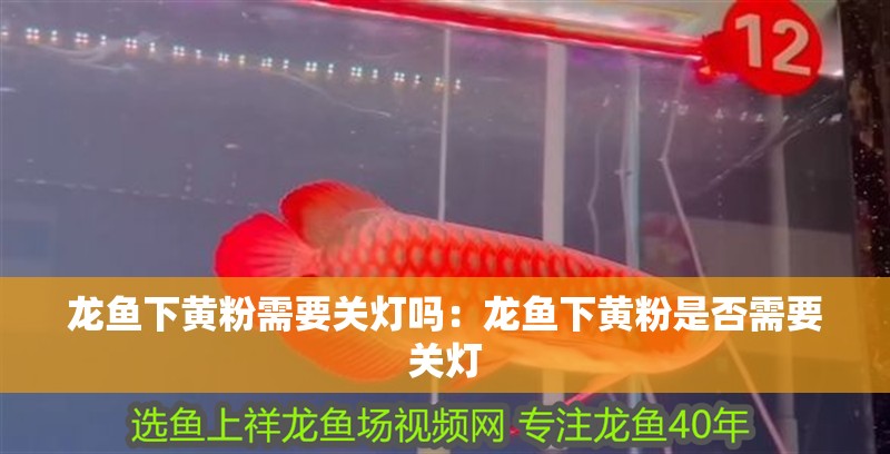 龍魚下黃粉需要關燈嗎：龍魚下黃粉是否需要關燈