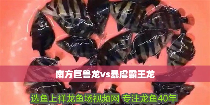 南方巨獸龍vs暴虐霸王龍