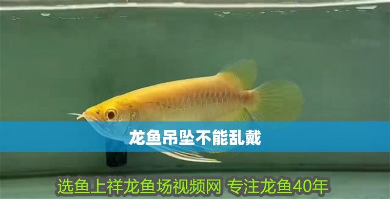 龍魚(yú)吊墜不能亂戴