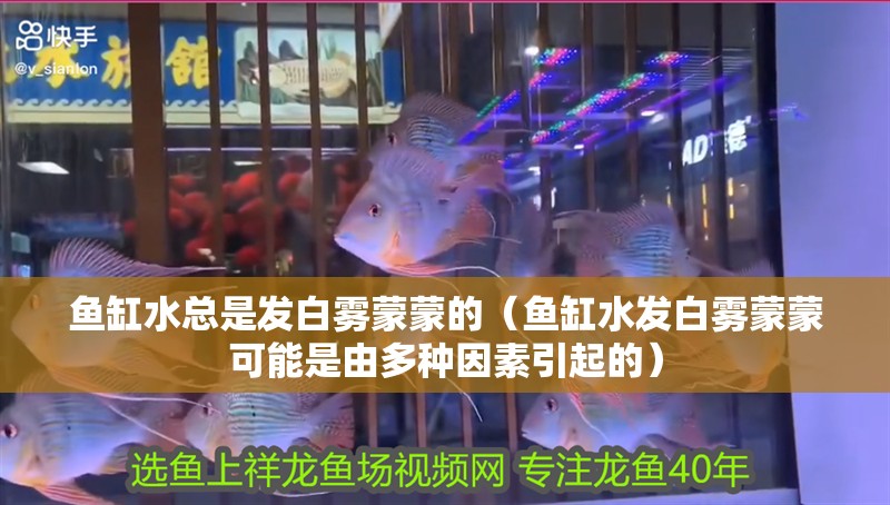 魚缸水總是發白霧蒙蒙的（魚缸水發白霧蒙蒙可能是由多種因素引起的）