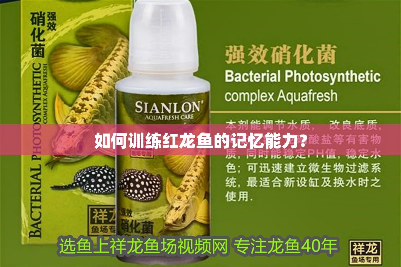 如何訓練紅龍魚的記憶能力？