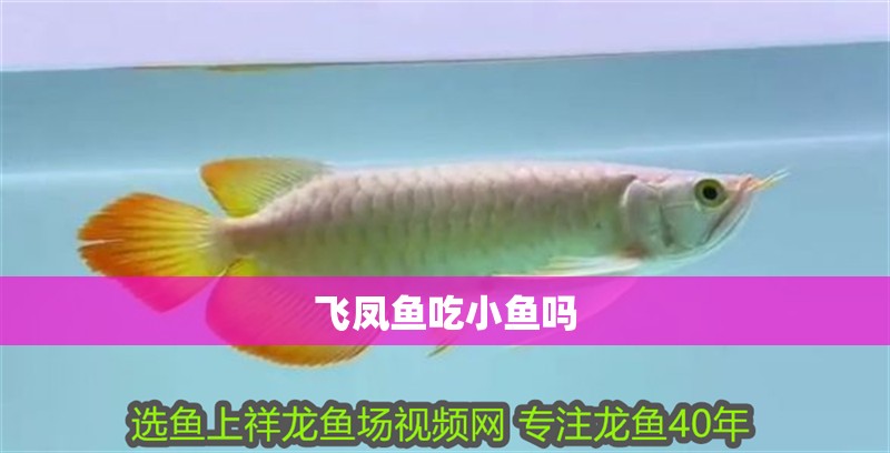 飛鳳魚吃小魚嗎