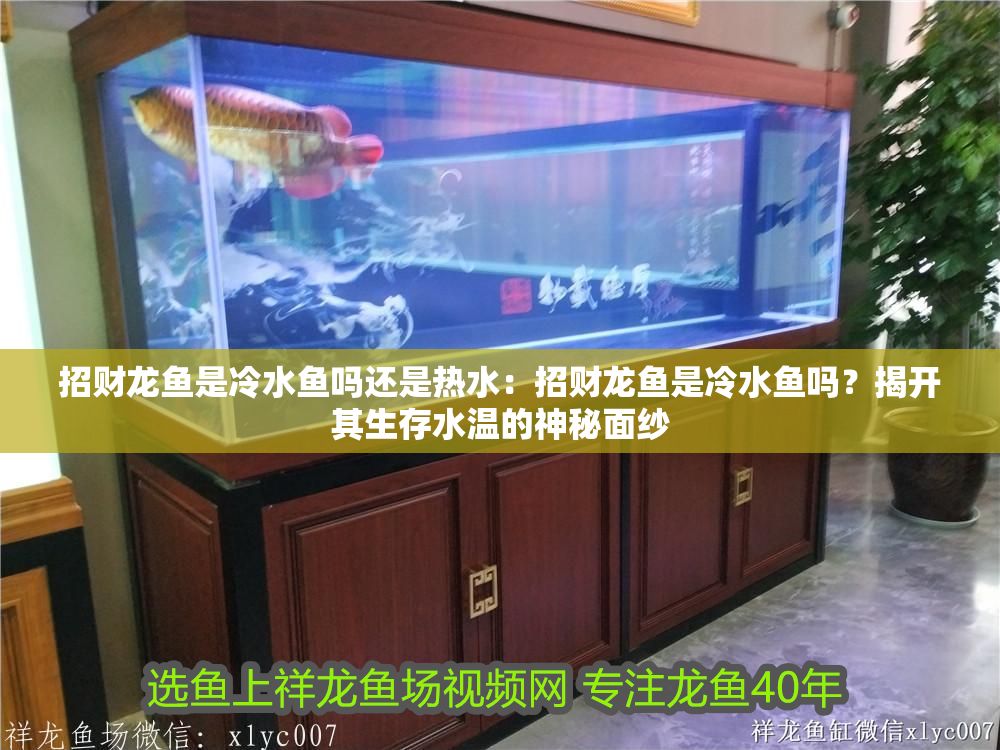 招財龍魚是冷水魚嗎還是熱水：招財龍魚是冷水魚嗎？揭開其生存水溫的神秘面紗
