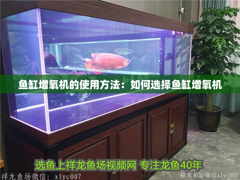 魚缸增氧機的使用方法：如何選擇魚缸增氧機