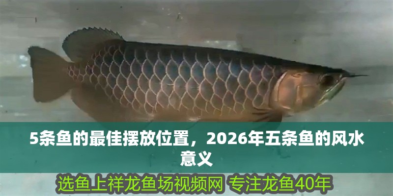 5條魚的最佳擺放位置，2026年五條魚的風(fēng)水意義