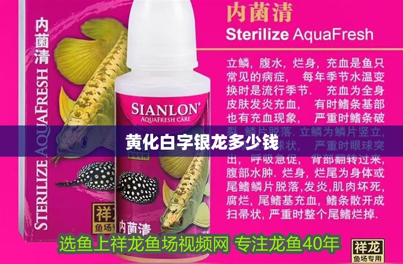 黃化白字銀龍多少錢