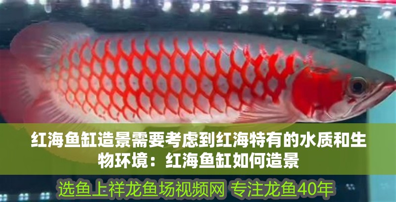 紅海魚缸造景需要考慮到紅海特有的水質和生物環境：紅海魚缸如何造景