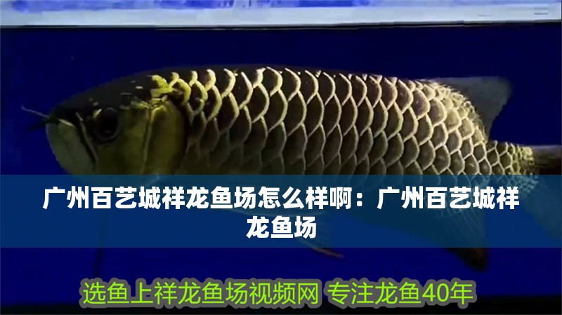 廣州百藝城祥龍魚場怎么樣啊：廣州百藝城祥龍魚場