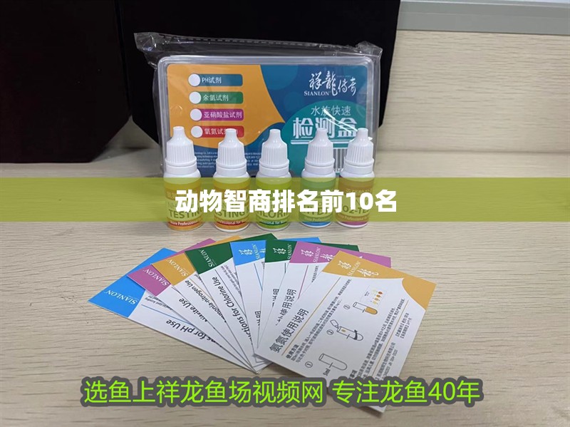動(dòng)物智商排名前10名