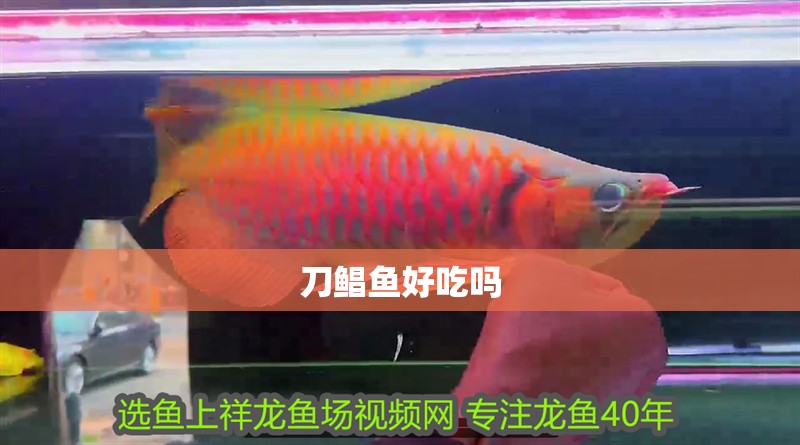 刀鯧魚好吃嗎