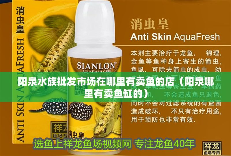 陽泉水族批發(fā)市場在哪里有賣魚的店（陽泉哪里有賣魚缸的）