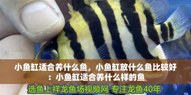 小魚缸適合養(yǎng)什么魚，小魚缸放什么魚比較好：小魚缸適合養(yǎng)什么樣的魚
