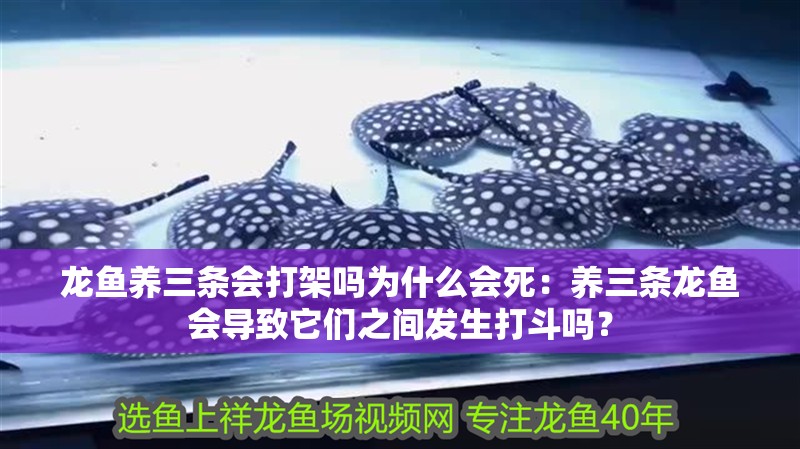 龍魚養三條會打架嗎為什么會死：養三條龍魚會導致它們之間發生打斗嗎？