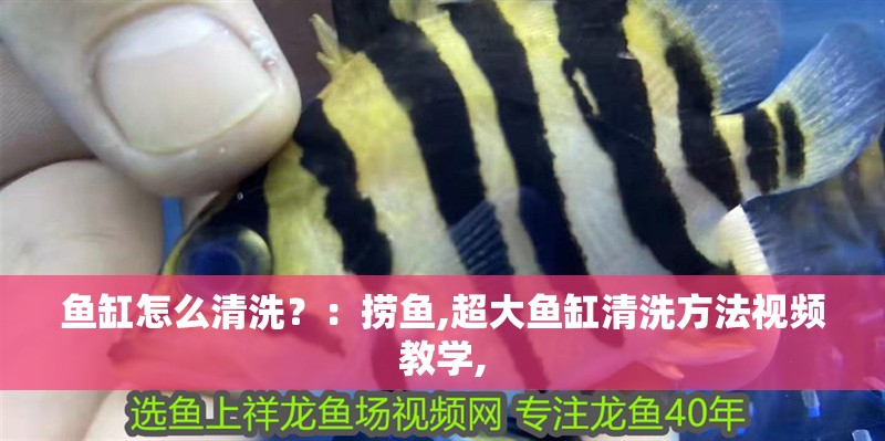 魚缸怎么清洗？：撈魚,超大魚缸清洗方法視頻教學, 魚缸怎么清洗？：撈魚,超大魚缸清洗方法視頻教學, 魚缸百科