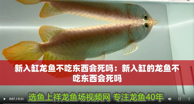 新入缸龍魚不吃東西會死嗎：新入缸的龍魚不吃東西會死嗎