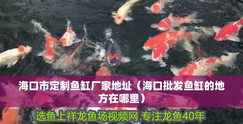 海口市定制魚缸廠家地址（海口批發(fā)魚缸的地方在哪里）