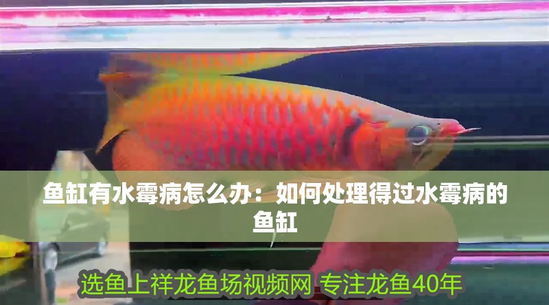 魚(yú)缸有水霉病怎么辦：如何處理得過(guò)水霉病的魚(yú)缸