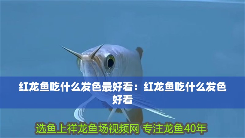 紅龍魚吃什么發(fā)色最好看：紅龍魚吃什么發(fā)色好看
