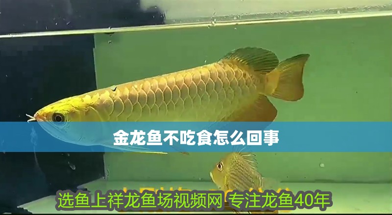 金龍魚不吃食怎么回事 金龍魚不吃食怎么回事 龍魚論壇