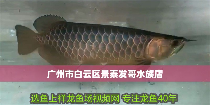 廣州市白云區景泰發哥水族店 廣州市白云區景泰發哥水族店 全國水族館企業名錄