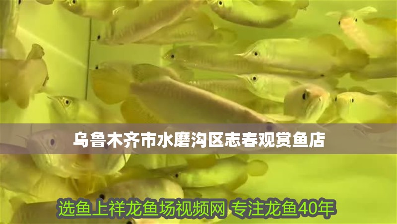烏魯木齊市水磨溝區(qū)志春觀賞魚(yú)店