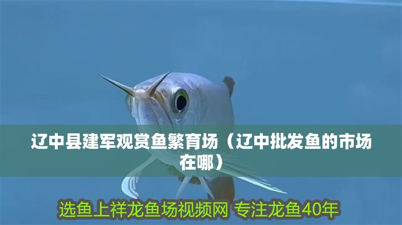 遼中縣建軍觀賞魚繁育場（遼中批發魚的市場在哪） 遼中縣建軍觀賞魚繁育場（遼中批發魚的市場在哪） 全國水族館企業名錄