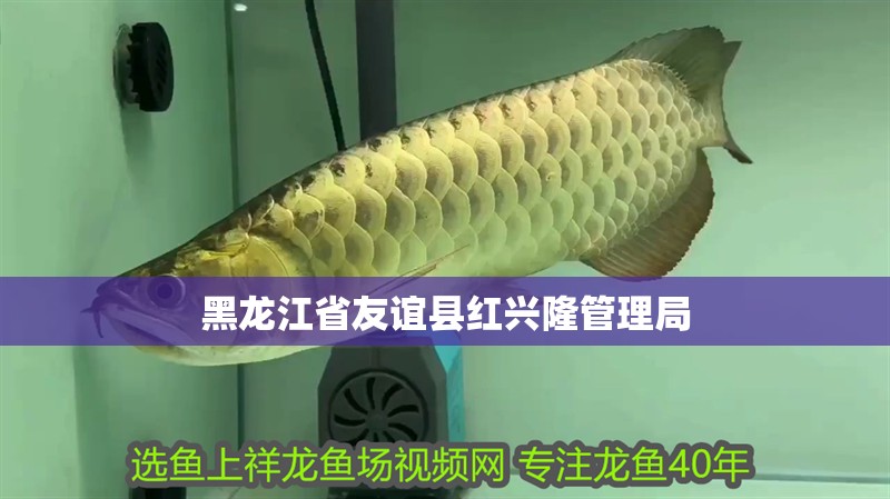 黑龍江省友誼縣紅興隆管理局