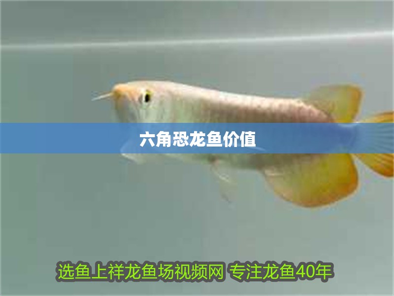 六角恐龍魚價值