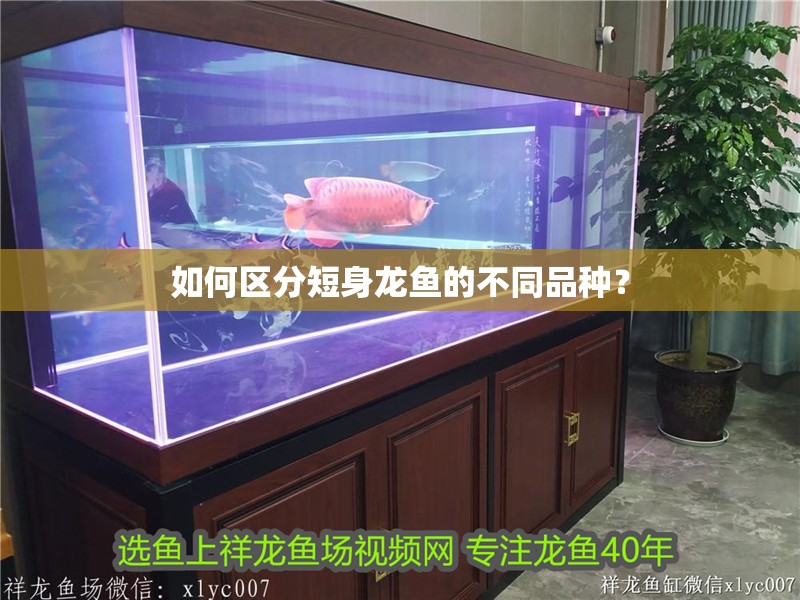 如何區(qū)分短身龍魚的不同品種？
