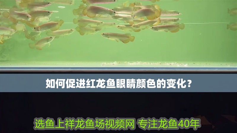 如何促進(jìn)紅龍魚眼睛顏色的變化？
