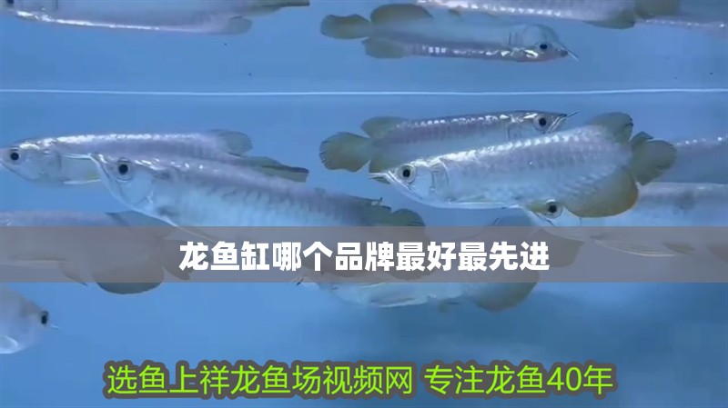 龍魚(yú)缸哪個(gè)品牌最好最先進(jìn)