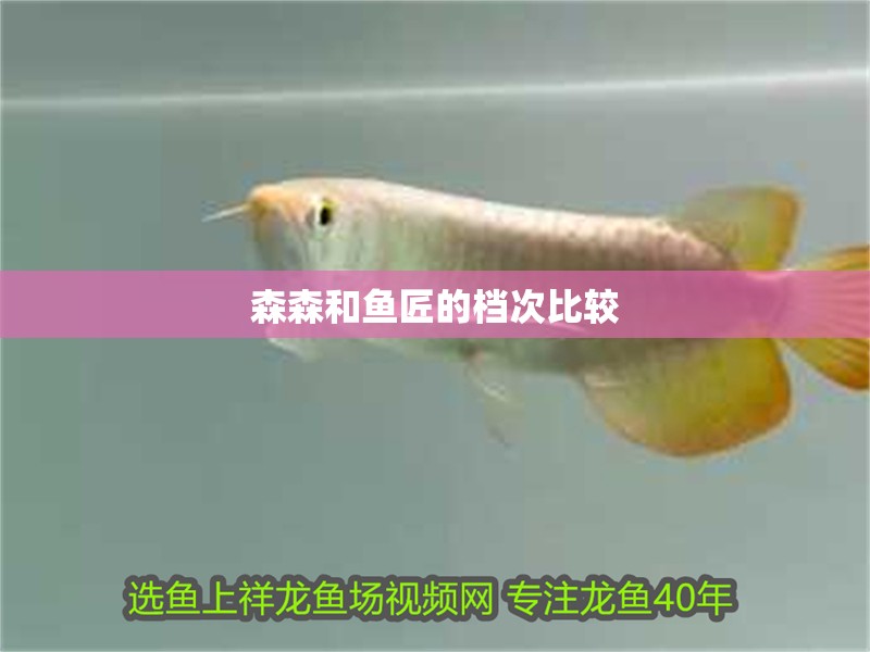 森森和魚匠的檔次比較