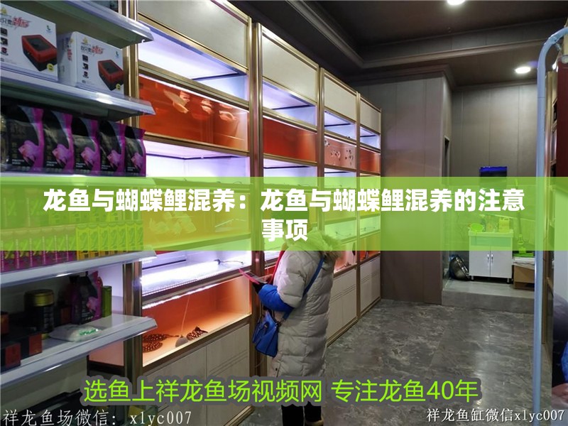 龍魚與蝴蝶鯉混養(yǎng)：龍魚與蝴蝶鯉混養(yǎng)的注意事項