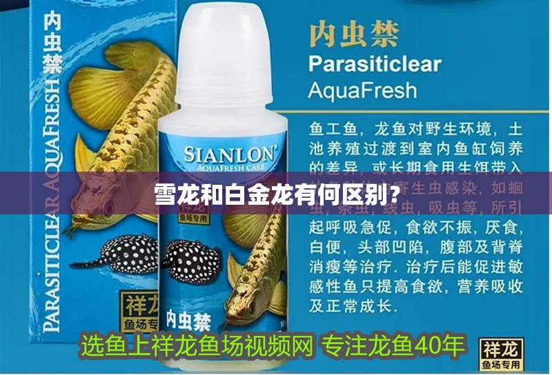 雪龍和白金龍有何區別？