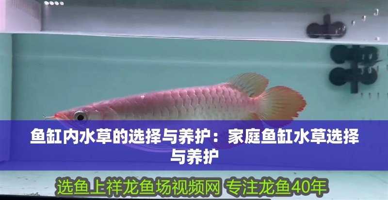 魚缸內水草的選擇與養護：家庭魚缸水草選擇與養護 魚缸內水草的選擇與養護：家庭魚缸水草選擇與養護 魚缸百科